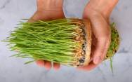 рецепт Как прорастить пшеницу для еды в домашних условиях