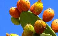 Опунция кактус со съедобными плодами домашний выращивание и уход